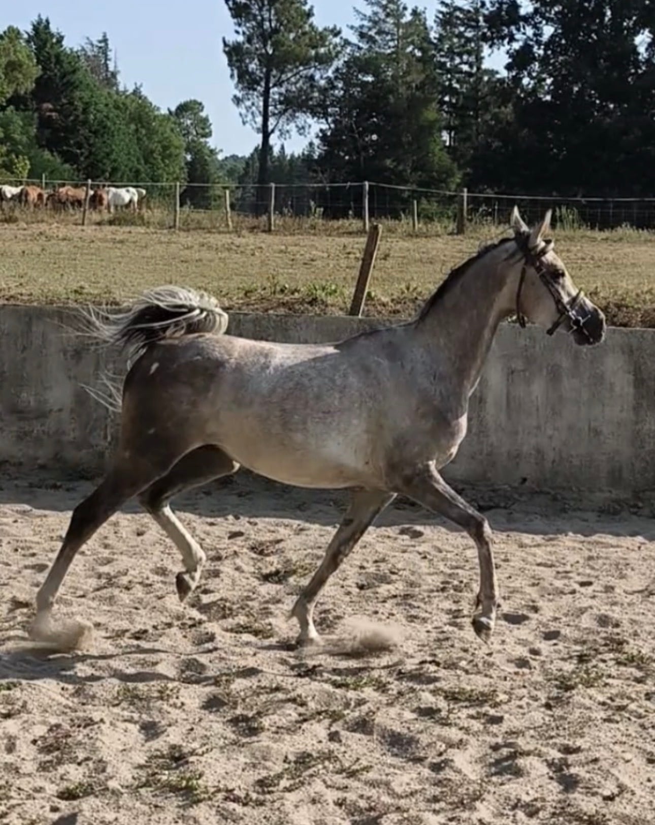 4 y.o. Dapple Grey Endurance Ruin