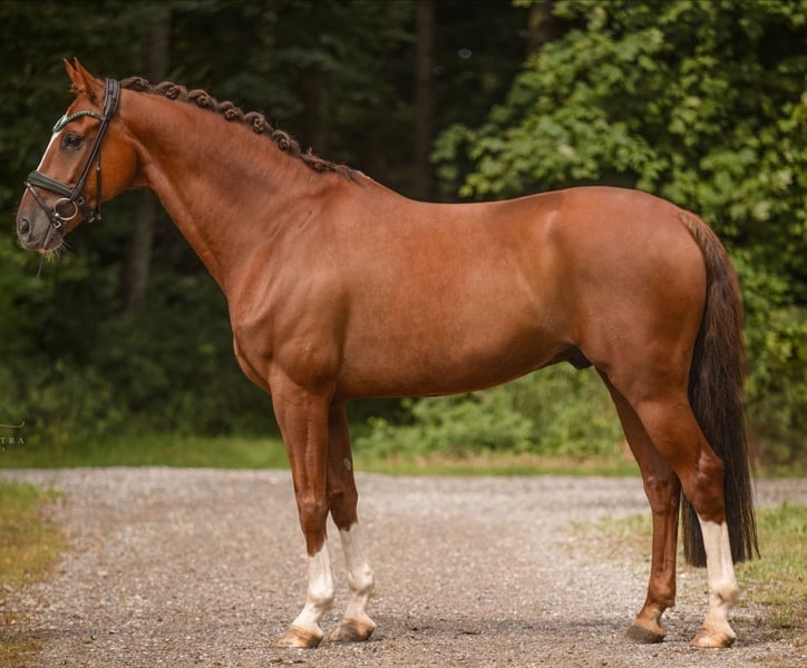 11 y.o. Vos Springen Ruin
