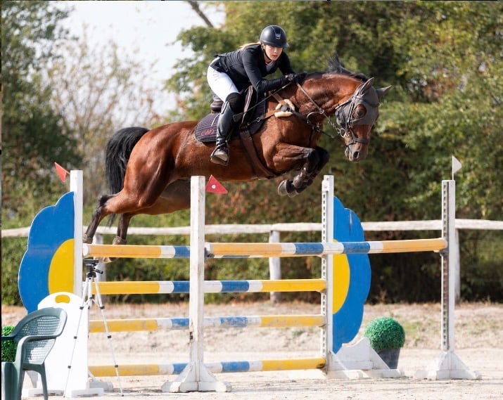 11 y.o. Bruin Springen Ruin
