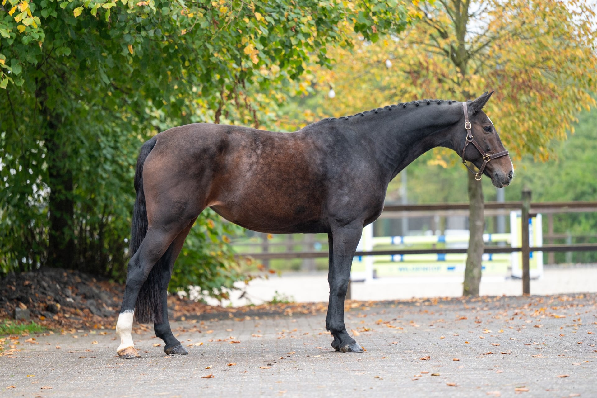 Exclusive Bro Z || 3 y.o. Bay Jumping Stallion