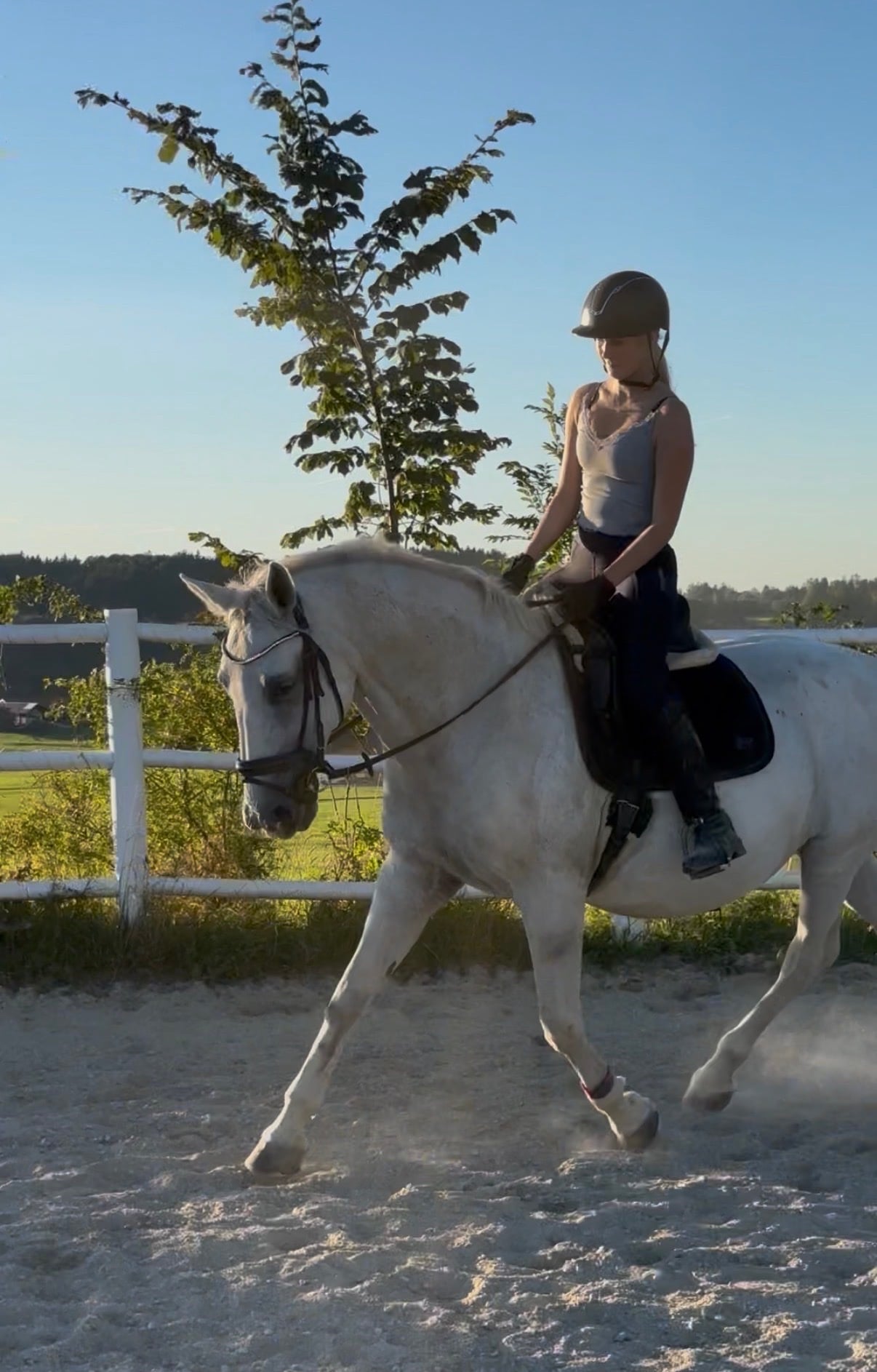15 y.o. Wit Allrounder Merrie